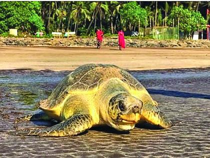 Olive Ridley turtles have a long breeding season | ऑलिव्ह रिडले जातीच्या कासवांचा विणीचा हंगाम लांबला