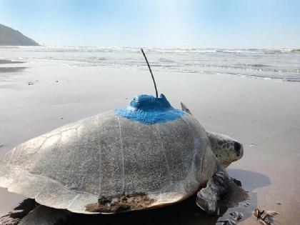 A tortoise from Konkan went on a safari in the Arabian Sea | कोकणातली कासवं गेली अरबी समुद्राच्या सफारीवर