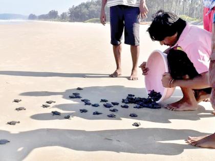 65 turtle cubs rescued in Velagar | वेळागरमध्ये कासवाच्या ६५ पिल्लांना जीवदान