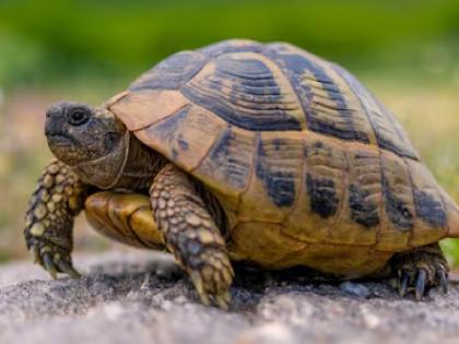 American tortoise rescued from Ganesh Lake in Miraj | हौसेखातर पाळले, कंटाळा आल्यावर बेवारस सोडून दिले; मिरजेत गणेश तलावातून अमेरिकन कासवाची सुटका American tortoise rescued from Ganesh Lake in Miraj | हौसेखातर पाळले, कंटाळा आल्यावर बेवारस सोडून दिले; मिरजेत गणेश तलावातून अमेरिकन कासवाची सुटका