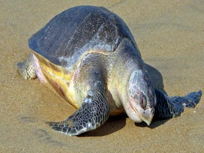 The third turtle flew to Guhagar beach with a satellite on its back | पाठीवर सॅटेलाइट घेऊन तिसरे कासव गुहागर समुद्रात झेपावले