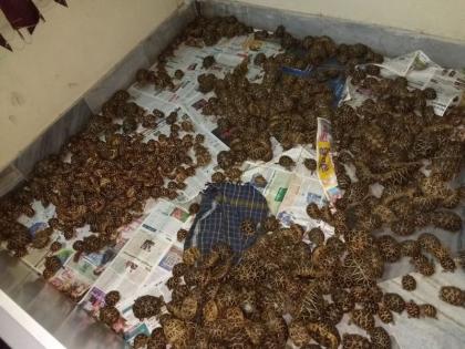 1125 Tortoise and 842 kg of ganja seized by AP DRI | बाप रे! स्टार जातीचे तब्बल 1125 कासव अन् 842 किलो गांजा जप्त