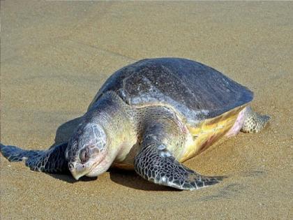 Sea turtle nesting season begins in Ratnagiri | रत्नागिरीतील वेळास समुद्रकिनारी कासव विणीच्या हंगामाला सुरुवात