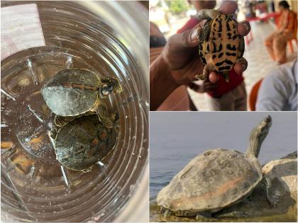 Banned turtles reared, hotelier detained; Action of Forest Department | Pune: बंदी असलेली कासवे पाळली, हॉटेलचालकाला घेतले ताब्यात; वन विभागाची कारवाई