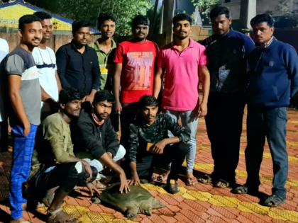 A turtle weighing 40 kg was found in the shirt | शिरटीमध्ये आढळले ४० किलो वजनाचे कासव