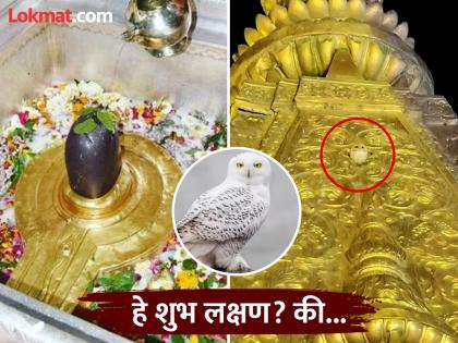 Kashi Vishwanath Temple Owl: काशी विश्वनाथ मंदिरावर दिसले पांढरे घुबड; हे भारतासाठी नक्की कसले संकेत?