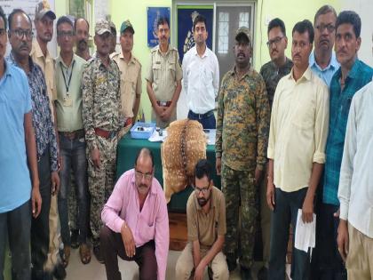 two arrested with spotted deer skin in tumsar forest area | चितळाची कातडी जप्त; दोघांना अटक, तुमसर वनपरिक्षेत्रातील कारवाई