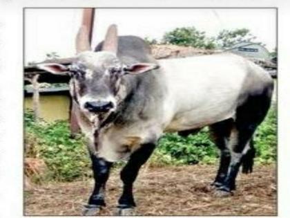 Death of a katlya bull at Mhasve in Bhudargad taluka | गावकऱ्यांना लागला कटल्याचा लळा...मृत्यूनंतर नरतवडेवर पसरली शोककळा