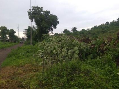 Illegal Sagwan tree cutting in Katol area of ​​Nagpur district | नागपूर जिल्ह्यातील काटोल भागात सागवानाची अवैधपणे वृक्षतोड