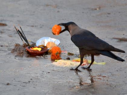 Pitru Paksha 2022 : पितृ पक्षात कावळ्याशी संबंधित 'या' गोष्टी नजरेस पडणे भरभराटीचे लक्षण ठरू शकते!