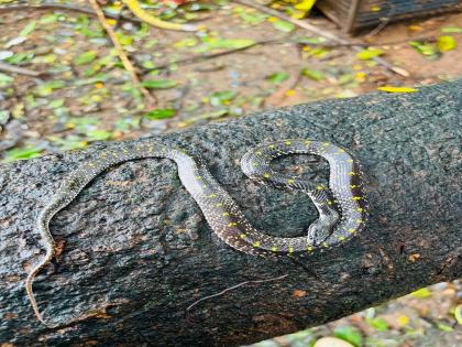 Rare Kavadaya snake found in Kalyan | कल्याणात आढळला दुर्मिळ कवड्या सर्प