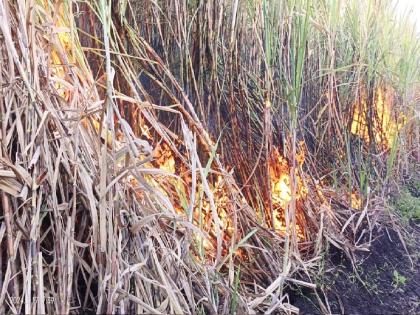 50 acres of sugarcane burnt in Kavtheekand in Sangli, second incident in four days | सांगलीतील कवठेएकंदमध्ये ५० एकर ऊस जळून खाक, चार दिवसांत दुसरी घटना 