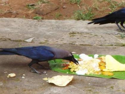 When will a ghost of a raven descend from a peanut? | जन्म-मृत्यूचा फेरा : कावळ्याचे भूत मानगुटीवरून कधी उतरणार?