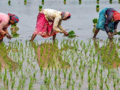 Farmers preserved the tradition of paddy farming; Bumper planting this year too | शेतकऱ्यांनी  जपली धान शेतीची परंपरा; यंदाही बम्पर लागवड