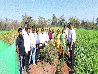 The first successful cultivation experiment in the district came from Israel | जिल्ह्यात इस्राईल पद्धतीने आले पीक लागवडीचा पहिला यशस्वी प्रयोग