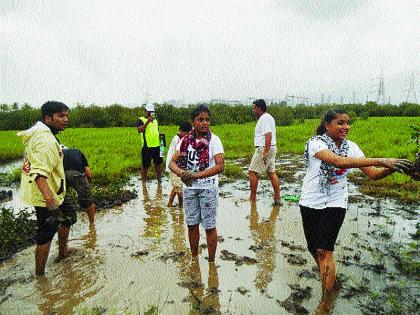 Cultivation of one lakh tigers; A campaign to save Kandalavan | एक लाख तिवरांची लागवड; कांदळवन वाचविण्याची मोहीम