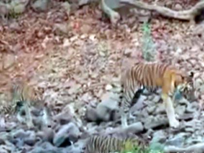 Bhanuskhindi Tigress of Tadoba suffering from a wound but Struggles For Calves Video Goes Viral | सचिन तेंडुलकरची आवडती ‘भानुसखिंडी’ जखमेने विव्हळतेय, लंगडत असतानाचा व्हिडीओ वायरल