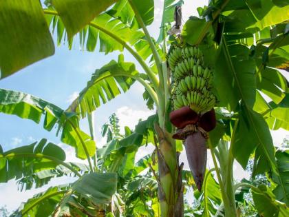 This year for the first time in the traditional paddy fields, preparations for planting banana | पारंपरिक धानपट्ट्यात यंदा पहिल्यांदाच केळी लागवडीची तयारी