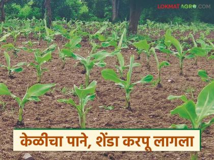 latest News Extreme cold affects banana production in August-September see details | अतिथंडीमुळे ऑगस्ट-सप्टेंबरमधील केळीवर परिणाम, लागवडीचा सव्वालाखाचा खर्च वाया latest News Extreme cold affects banana production in August-September see details | अतिथंडीमुळे ऑगस्ट-सप्टेंबरमधील केळीवर परिणाम, लागवडीचा सव्वालाखाचा खर्च वाया
