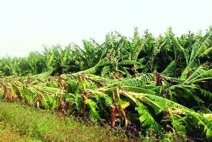 The wind blows with the windstorm | वादळी वाऱ्यासह पावसाने झोडपले