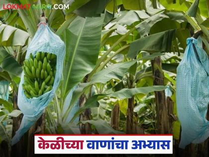 Latest News Testing of more than 80 varieties, activities at Banana Research Center | तामिळनाडू, पश्चिम बंगालचे केळी वाण जळगावच्या वातावरणात तग धरू शकतील का? Latest News Testing of more than 80 varieties, activities at Banana Research Center | तामिळनाडू, पश्चिम बंगालचे केळी वाण जळगावच्या वातावरणात तग धरू शकतील का?