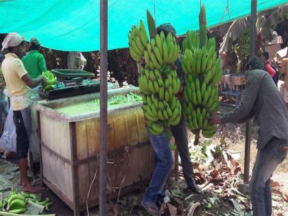 Mhasawadchi banana Satasamprayada | म्हसावदची केळी सातासमुद्रापार