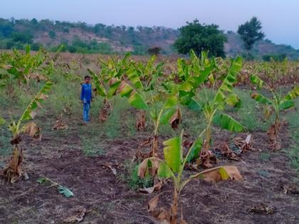 Time to throw out banana plantation due to lack of sufficient water in Hattalale area of ​​Muktainagar taluka | मुक्ताईनगर तालुक्यातील हरताळे परिसरात पुरेशा पाण्याअभावी केळी बागा उपटून फेकण्याची वेळ