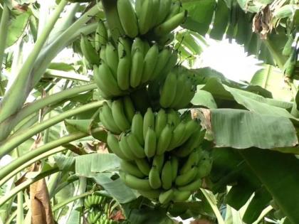 After the end of the insurance period, the Agriculture Department came up with the area verification of banana | विमा कालावधी संपल्यानंतर कृषी विभागाला आली केळीचे क्षेत्र पडताळणीची जाग