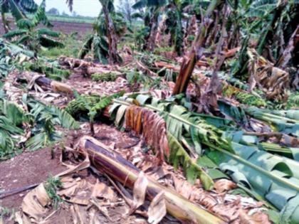 Torrential rains in the state; 11 killed in lightning strike | राज्यात वादळी पाऊस; वीज पडून ११ ठार Torrential rains in the state; 11 killed in lightning strike | राज्यात वादळी पाऊस; वीज पडून ११ ठार