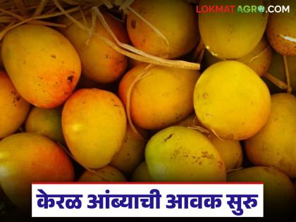 Konkan's Hapus will arrive in March; Arrival of Hapus from Kerala has started, read what is the rate being offered? | कोकणचा हापूस मार्चमध्ये येणार; केरळमधील हापूसची आवक सुरु, वाचा काय मिळतोय दर? Konkan's Hapus will arrive in March; Arrival of Hapus from Kerala has started, read what is the rate being offered? | कोकणचा हापूस मार्चमध्ये येणार; केरळमधील हापूसची आवक सुरु, वाचा काय मिळतोय दर?