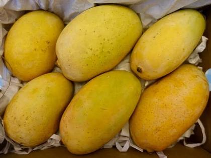 Farmer goods from keshar mangoes; Exports are made to three countries | शेतकरी केशर आंब्यातून मालामाल; छत्रपती संभाजीनगरातून तीन देशांत १२५ टन आंब्याची निर्यात