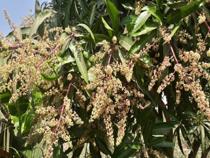 Saffron mango will come in February? This year, for the first time, the flowers was blown in October | केसर आंबा फेब्रुवारीतच येणार? यंदा प्रथमच ऑक्टोबरमध्ये लागला मोहर