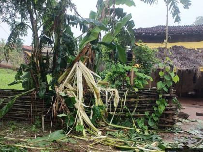 The lost elephant returns again; Crops of three farmers were destroyed | भरकटलेला हत्ती पुन्हा परतला; तीन शेतकऱ्यांच्या पिकांची केली नासधूस