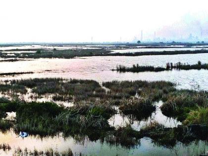 Repair of sea protection bonds, repair of 1350 acres of paddy by repair | समुद्र संरक्षण बंधा-यांची दुरुस्ती करा, दुरुस्तीमुळे १३५० एकर भातशेतीचे होणार रक्षण