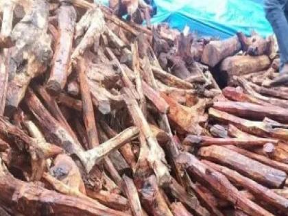Forest department takes action against Dapoli gang involved in smuggling of Khair, Gajaad, Khalapur | Ratnagiri: खैर तस्करी करणारी दापोलीतील टोळी गजाआड, खालापूर येथील वन विभागाची कारवाई Forest department takes action against Dapoli gang involved in smuggling of Khair, Gajaad, Khalapur | Ratnagiri: खैर तस्करी करणारी दापोलीतील टोळी गजाआड, खालापूर येथील वन विभागाची कारवाई