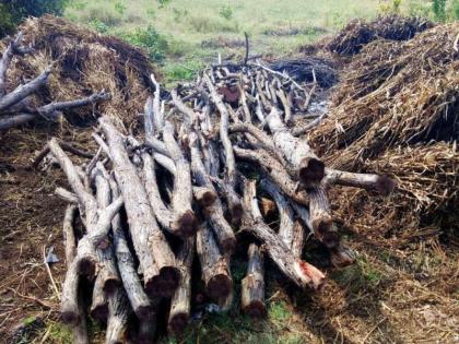 Cereals stocked in the granite forest; Jungle Efficiency Squirrel Pinjle Jungle | गाळणाच्या जंगलातून खैरच्या लाकडांचा साठा जप्त; दक्षता पथकाने पिंजले जंगल