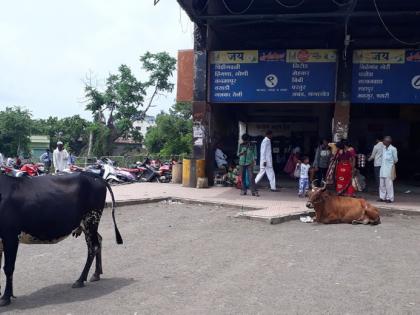 Free public transport in the bus station! | बसस्थानकात मोकाट जनावरांचा मुक्त संचार!