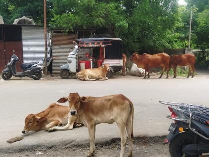 Lumpy disease animals are roaming 'free' in Khamgaon! The indifference of the administration continues | खामगावात लम्पी आजाराची जनावरे फिरताहेत ‘मोकाट’! प्रशासनाची उदासिनता कायम