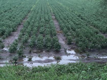 79 thousand hectares of tur crop threatened due to heavy rains due to water logging in field outbreak of mar disease on crop | अतिपावसामुळे ७९ हजार हेक्टरवरील तूर पिकाला धोका; शेतात पाणी साचल्याने पिकावर मर रोगाचा प्रादुर्भाव 