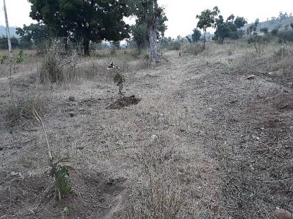 tree plantation's fiasco in Khamgaon taluka | खामगाव तालुक्यातील चिंचपूर क्षेत्रावरही वृक्ष लागवडीचा बट्टयाबोळ!