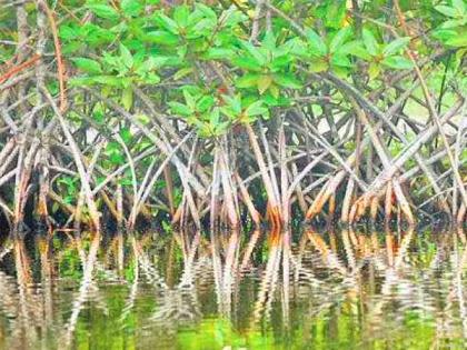 A case has been registered against those who slaughtered mangroves | खारफुटीची कत्तल करणाऱ्यावर गुन्हा दाखल