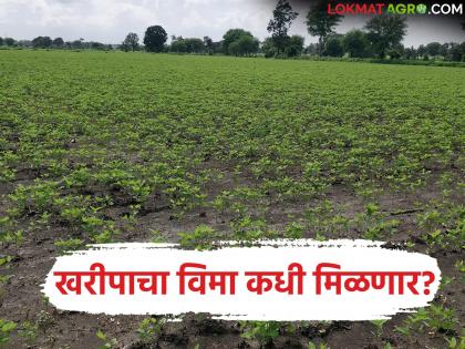 Despite being eligible for Kharif crop insurance, 'these' farmers did not receive compensation; when will they get the money? | खरीप पीक विम्यासाठी पात्र असूनही 'या' शेतकऱ्यांना नुकसानभरपाई मिळाली नाही; कधी मिळणार पैसे? Despite being eligible for Kharif crop insurance, 'these' farmers did not receive compensation; when will they get the money? | खरीप पीक विम्यासाठी पात्र असूनही 'या' शेतकऱ्यांना नुकसानभरपाई मिळाली नाही; कधी मिळणार पैसे?