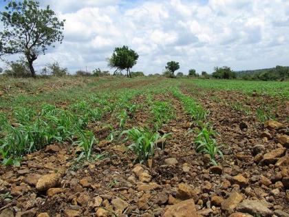 Kharif crops risk due to lack of rainfall; Worried about farmers | पावसाअभावी खरिपाच्या पिकांना धोका; शेतकऱ्यांना चिंतेने वेढले