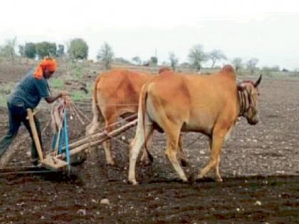 Effect of late monsoon rains on Kharif season sowing in the satara district | खरीप शिवारात; रब्बी पेरा लांबणीवर, शेतकऱ्यांचे नुकसान