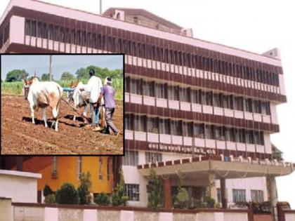Sangli District Bank disburses loan of Rs 801 crore for Kharif | खरिपासाठी सांगली जिल्हा बँकेकडून ८०१ कोटींचे कर्जवाटप, किती शेतकऱ्यांना मिळाला लाभ.. वाचा Sangli District Bank disburses loan of Rs 801 crore for Kharif | खरिपासाठी सांगली जिल्हा बँकेकडून ८०१ कोटींचे कर्जवाटप, किती शेतकऱ्यांना मिळाला लाभ.. वाचा