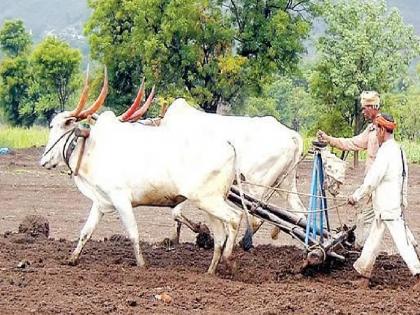 Two and a half lakh hectares area of ​​Kharipa in Sangli district, Sowing only on 55 thousand 996 hectares area | सांगली जिल्ह्यात खरिपाचे अडीच लाख हेक्टर क्षेत्र, पेरणी केवळ ५५ हजार ९९६ हेक्टर क्षेत्रावर