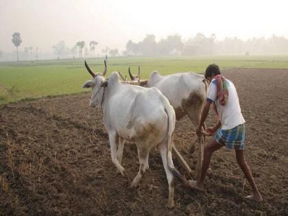 gondiya District's Kharif season money list announced; 95 paise for 915 villages |  जिल्ह्याची खरीप हंगामाची पैसेवारी जाहीर; ९१५ गावांची पैसेवारी ९५ पैसे  