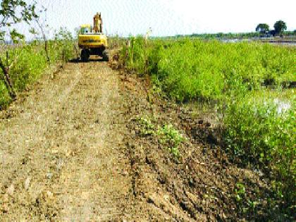 The mangrove forest grew, no one saw! | खारफुटीचे जंगल वाढले, कुणी नाही पाहिले!