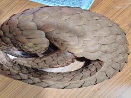 Pangolins found in Dodamarg, Captured by the forest department and released in natural habitat | नायलॉनच्या जाळीत अडकले दुर्मिळ खवले मांजर, वनविभागाच्या कर्मचाऱ्यांनी केली सुटका