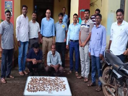 Two arrested in case of scaly cat smuggling, Action of Sawantwadi Forest Department | खवले मांजराच्या खवल्याची तस्करी प्रकरणी दोघे ताब्यात, सावंतवाडी वनविभागाची कारवाई 